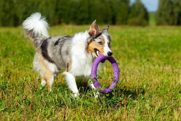 border-collie-dog-walking-LKYUJNS.jpg